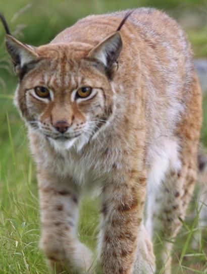 跟拍猞猁封面图