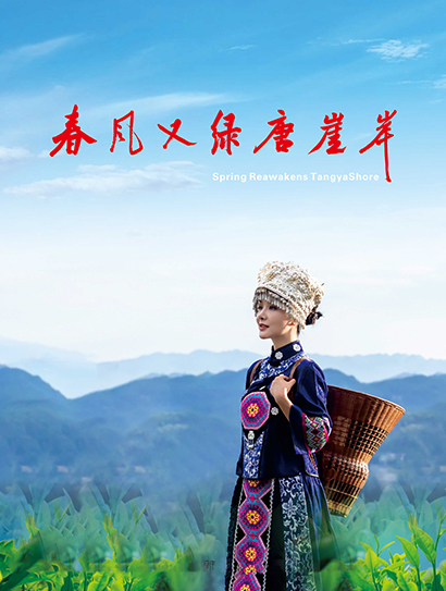 春风又绿唐崖岸封面图