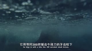 动物特种部队 第二季1
