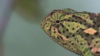 动物特种部队 第二季4
